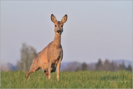 <p>SRNEC OBECNÝ (Capreolus capreolus) Šluknovsko - Jiříkov (European roe deer / Europäisches Reh</p>